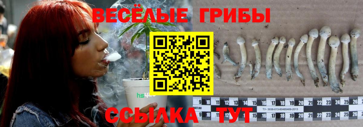Энгельс  наркотики  Вход с VPN  Псилоцибиновые грибы мицелий 